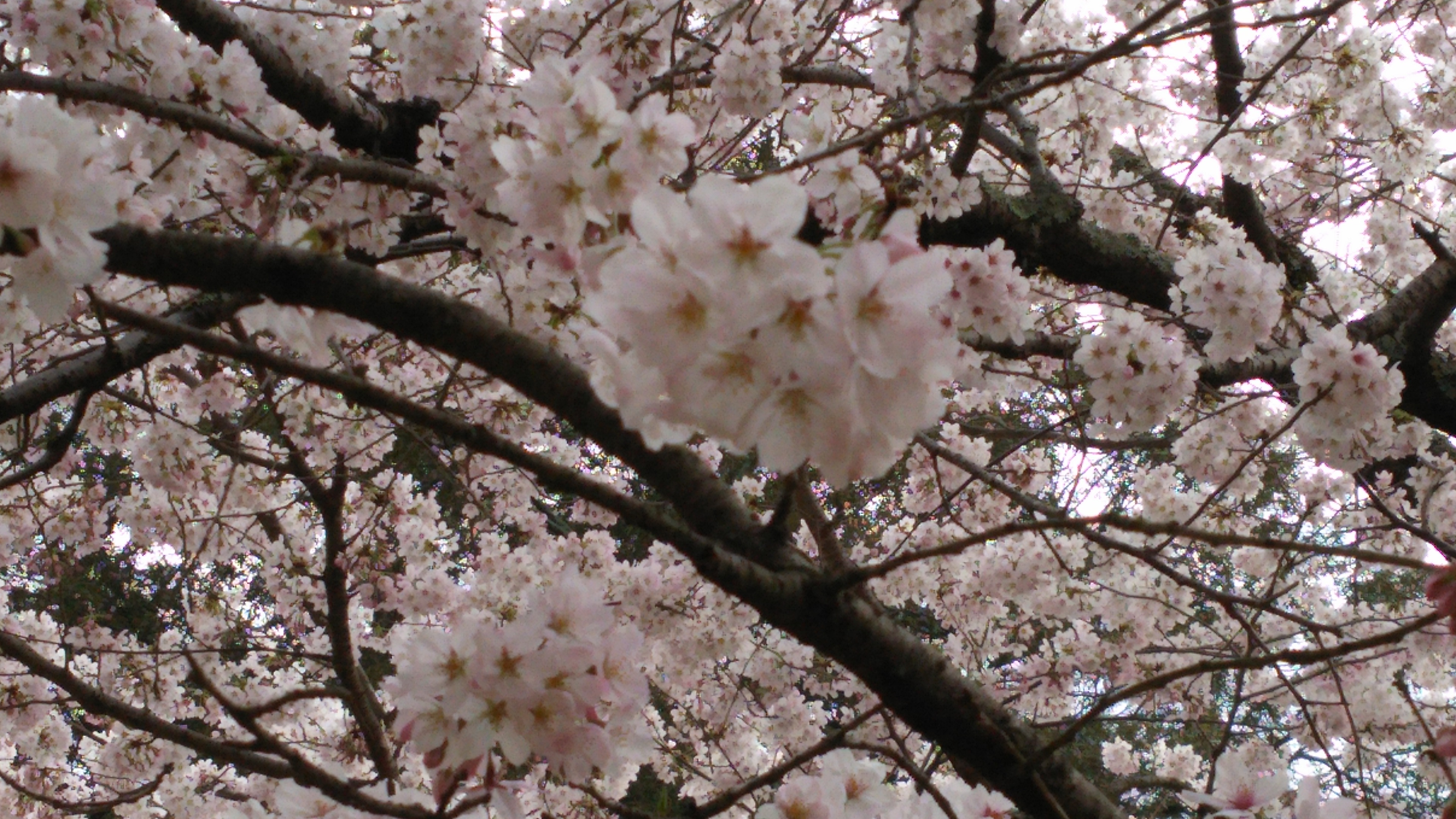 桜満開🌸アクセス万回🌸